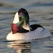 Bufflehead